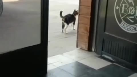 Funny cat animals videos
