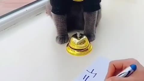 Cute cat || intelligent cat giving ans wars to the questions