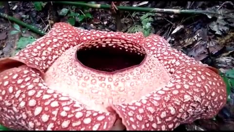 GIANT FLOWER IN THE WORLD - RAFFLESIA ARNOLDI - INDONESIA