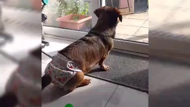 Jackweenie's day