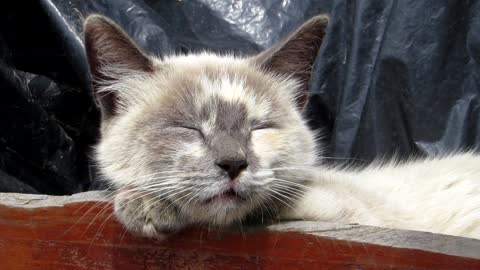 Cute and beautiful cat while sleeping