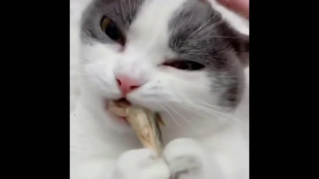 Tierno Gatito comiendo un pescado