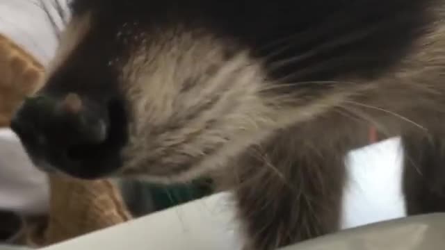 Joshi the raccoon enjoys tasty pasta