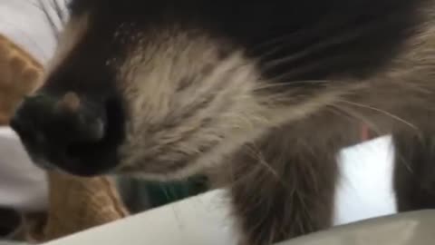 Joshi the raccoon enjoys tasty pasta