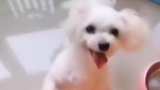 Dog dance video | Dog dancing for music | Dog funny video