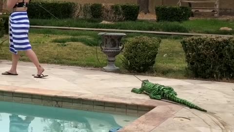 Alligator prank!