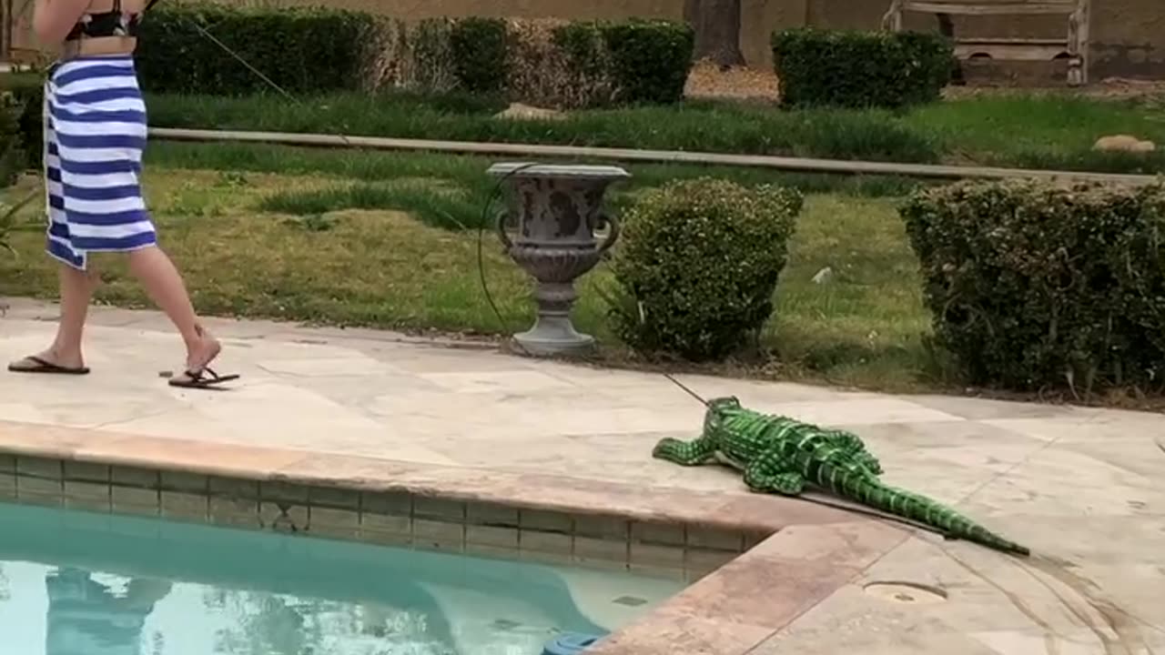 Alligator prank!