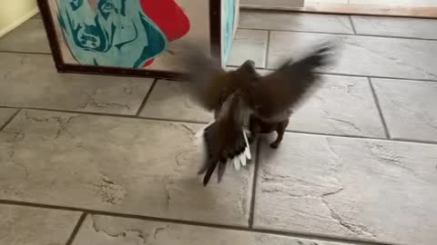 Pigeon Caught Riding on Cute Puppy