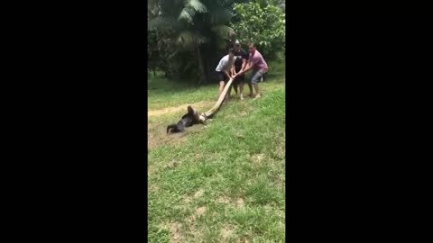 giant anaconda attacking dog