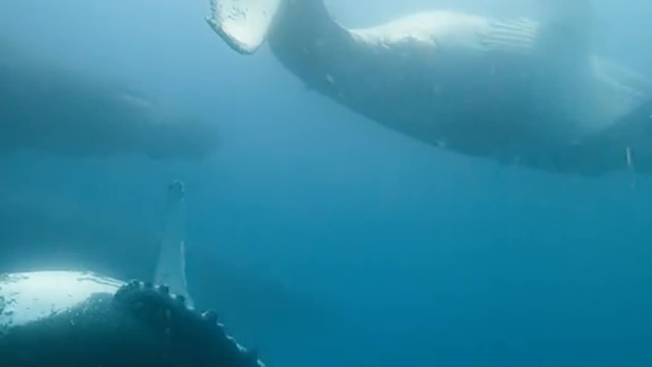 Humpback whales.amazing movie