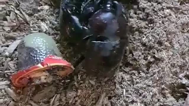 Longevity beetle mating