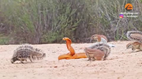 1 COBRA VERSUS 7 SQUIRRELS AND A MONGOOSE