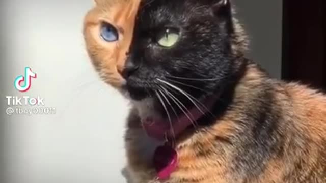 cats
