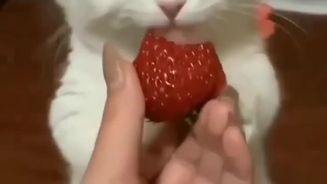 Cute cat trying to eat strawberry