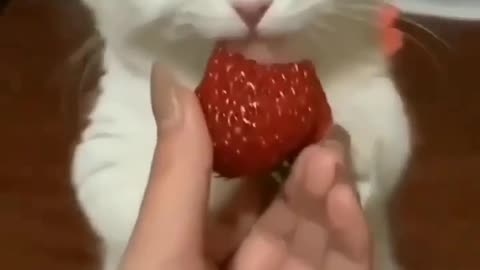 Cute cat trying to eat strawberry