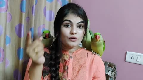 How to find parrot male or female-Difference between male and female Indian ringneck parrot genderp7