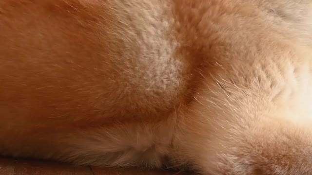 Cute funny cat