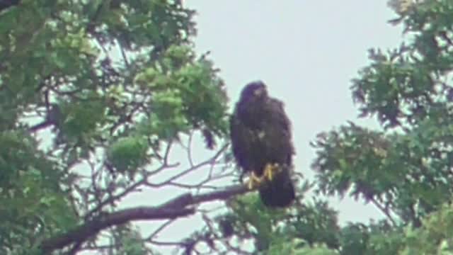 113 Toussaint Wildlife - Oak Harbor Ohio - Left Alone