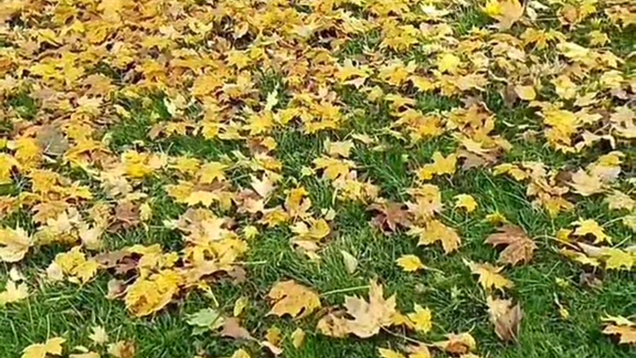 Leaves on the ground