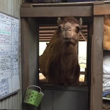 Camel Wants To Enter Owner Bedroom !!!