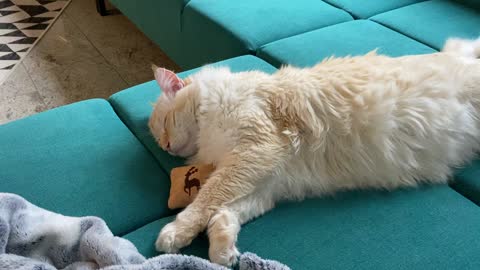 Lazy cat | cat sleeping