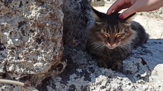 as the whiskers of a cat