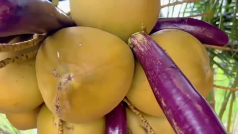 Grafting eggplant and coconut to grow eggplant and coconut from one plant