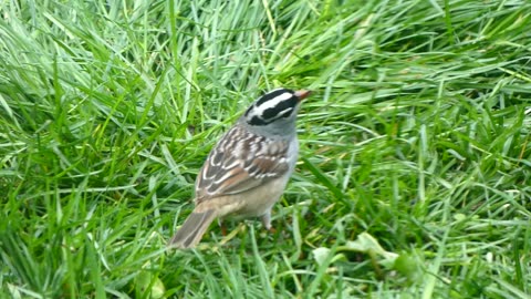 White-crowned Sparrow Feeding on Ground Video