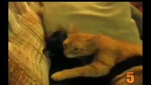 Cats in a romance, Massaging and loving each other,