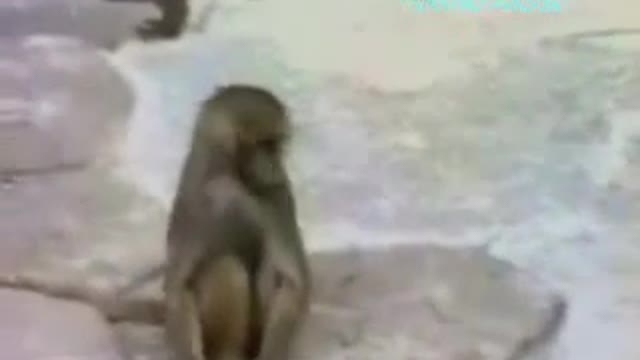 video-funny-mirror-monkey