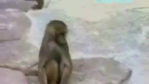 video-funny-mirror-monkey