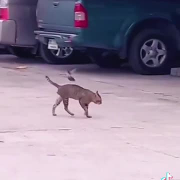 Bird playing with cat best tikok trending pets video