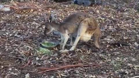 Two Rescued Animals Have a Moment