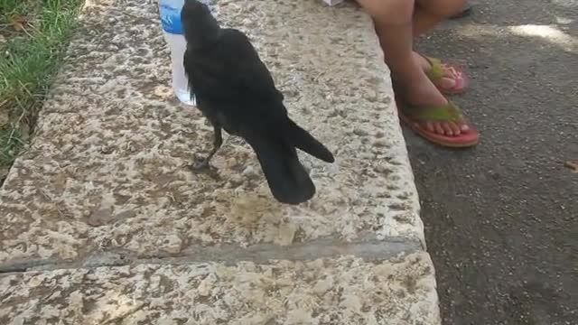 yt1s.com - A Very Smart Bird Thirsty crow comes to humans for help