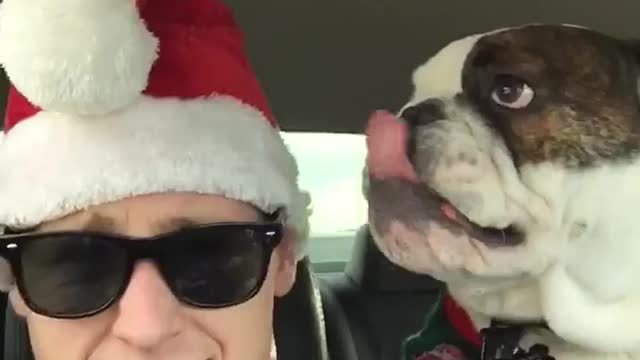 Dog thinks owner's Santa hat is chew toy