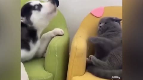 cat closes its muzzle to a dog