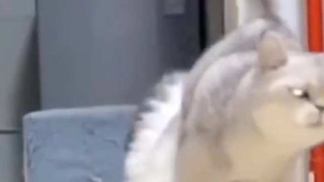 Cute and Funny Cat Videos to Keep You Smiling! 🐱#shorts