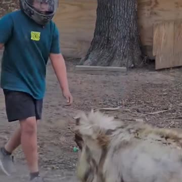 Headbutt before dinner