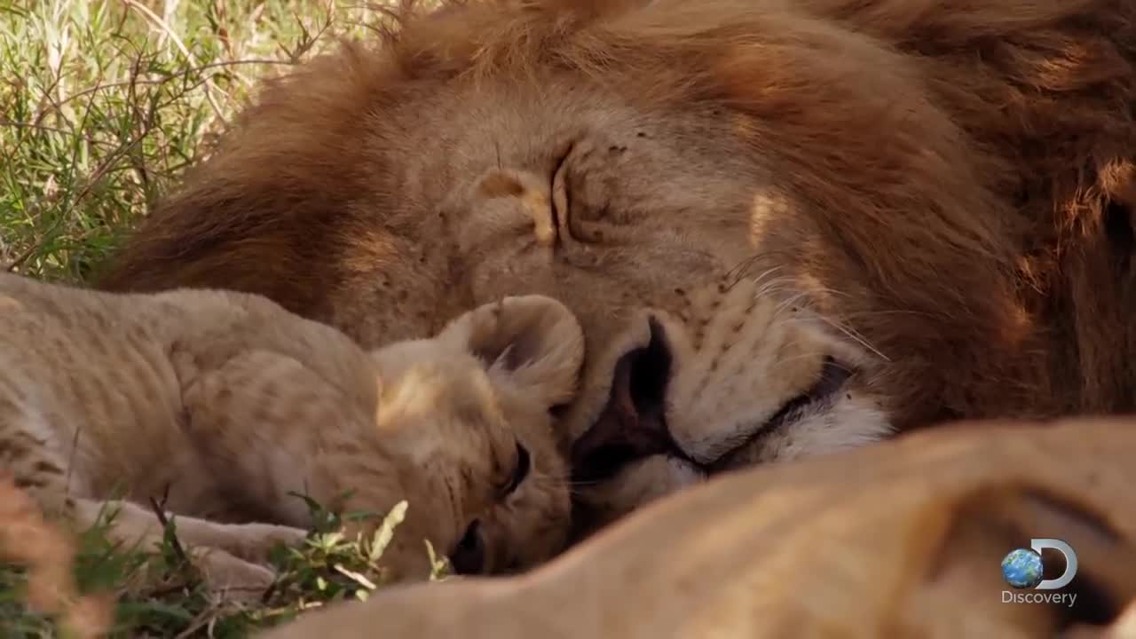 Cute lion cubs playing