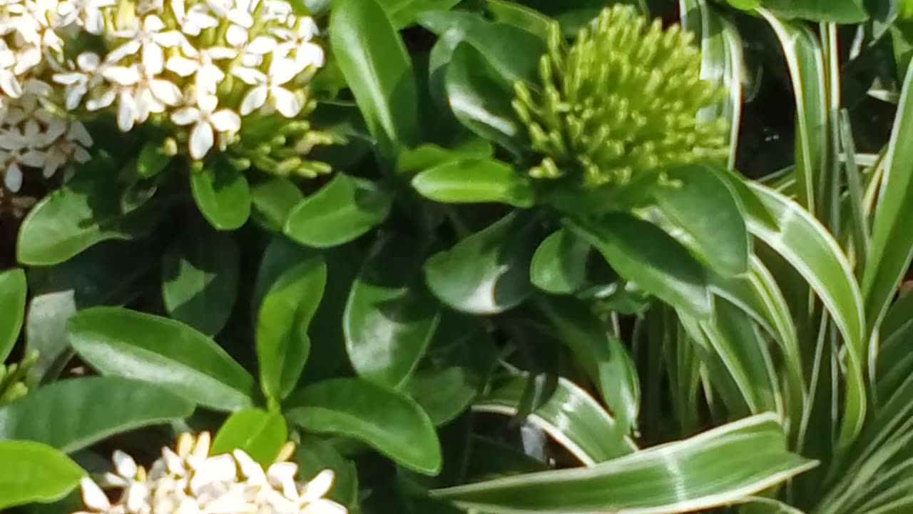 Natural view