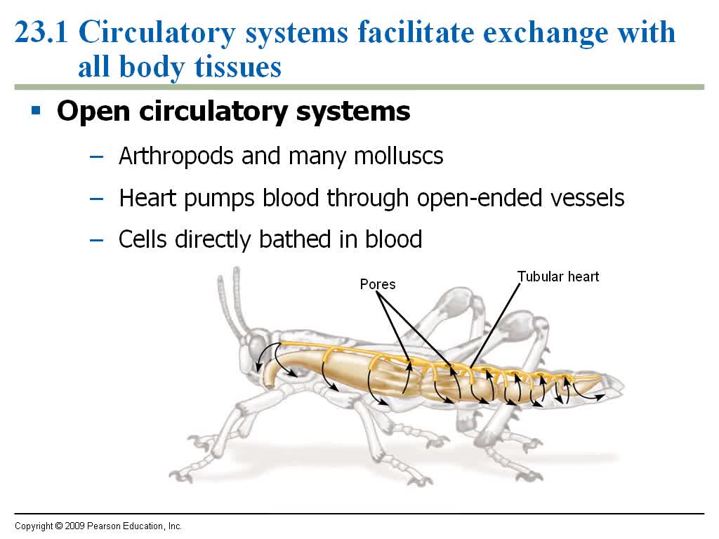 Animal Circulatory System Part I
