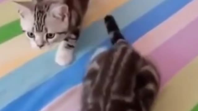 The Funny Cat Walking With Sound Of Music