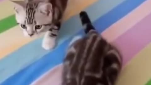 The Funny Cat Walking With Sound Of Music