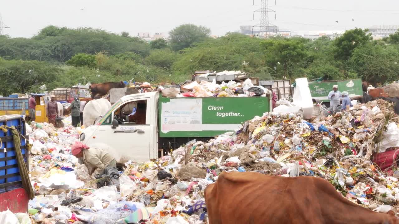 View of cow walking in dumping yard, Woman collecting recyclable waste