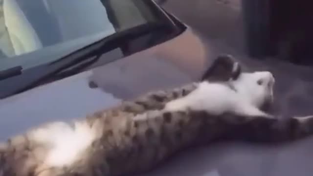 Sleeping on a car that.