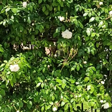 White roses hedge