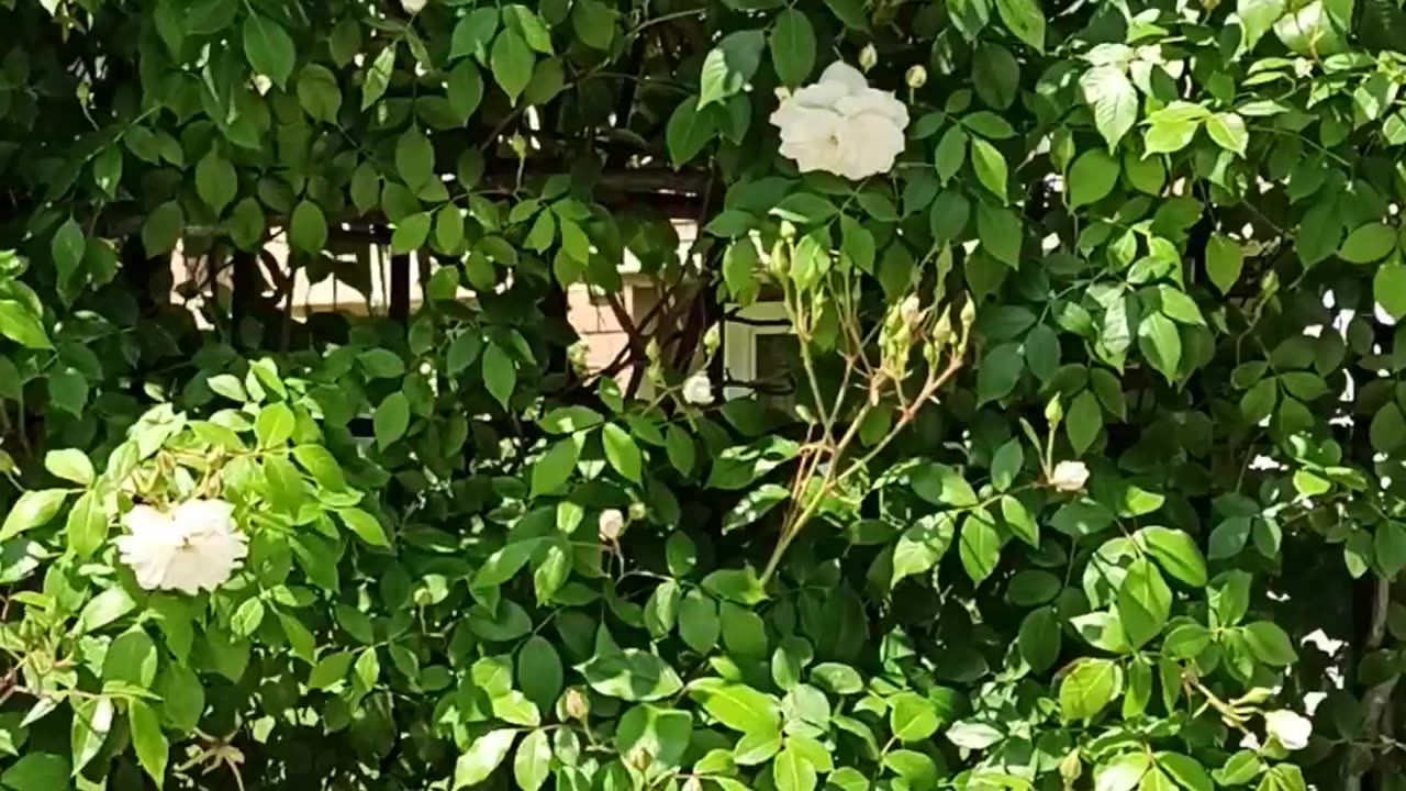 White roses hedge