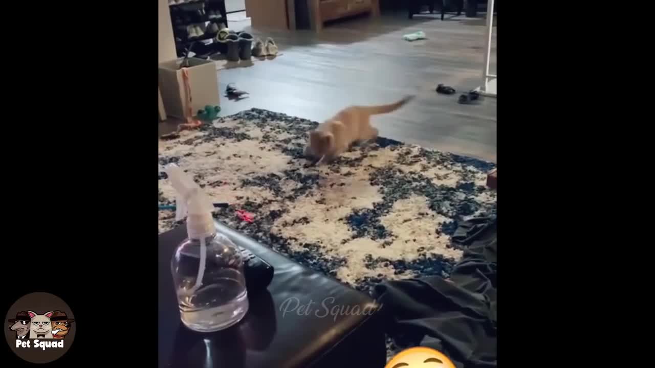 Cat Vs Laser Pointer 2021