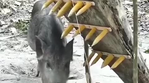 Something unique made of wood tools to trap pig 🐖 do watch and comment below your reactions.