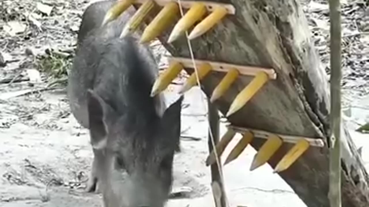 Something unique made of wood tools to trap pig 🐖 do watch and comment below your reactions.